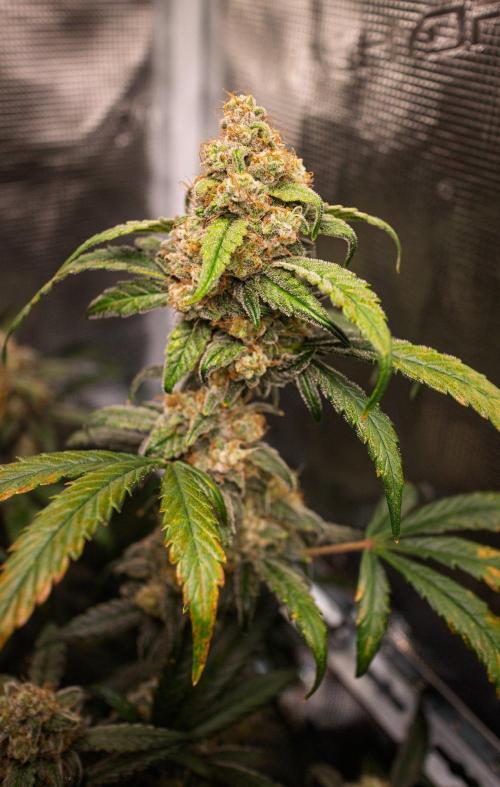 Rainbow Sundae 11 | Tulaberry F1-Testrun. Week 11 - D74