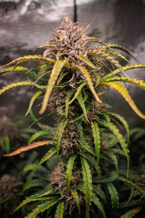 Rainbow Sundae 11 | Tulaberry F1-Testrun. Week 11 - D74