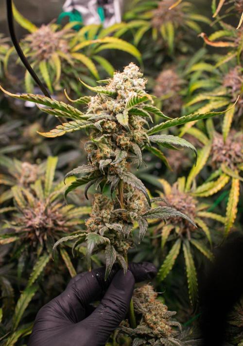 Rainbow Sundae 11 | Tulaberry F1-Testrun. Week 11 - D74