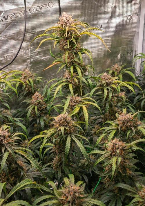 Rainbow Sundae 11 | Tulaberry F1-Testrun. Week 11 - D74