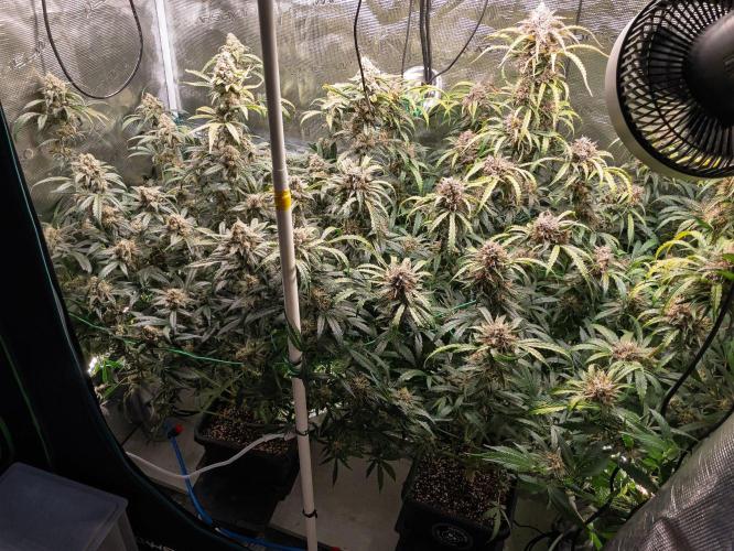Rainbow Sundae 11 | Tulaberry F1-Testrun. Week 11 - D74 