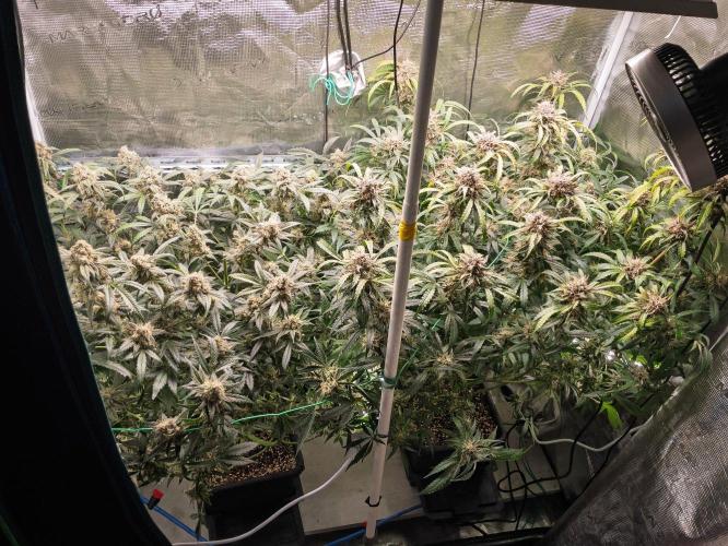 Rainbow Sundae 11 | Tulaberry F1-Testrun. Week 11 - D74 tops cut