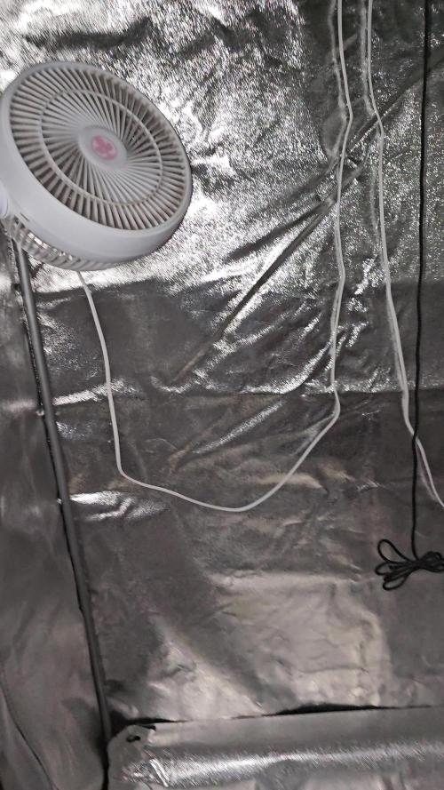 Gorilla cookies auto