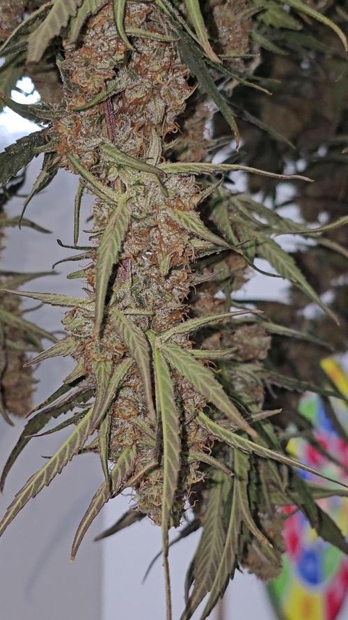 Gorilla cookies auto