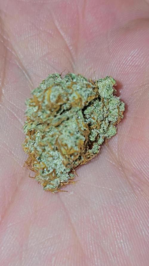 Gorilla cookies auto