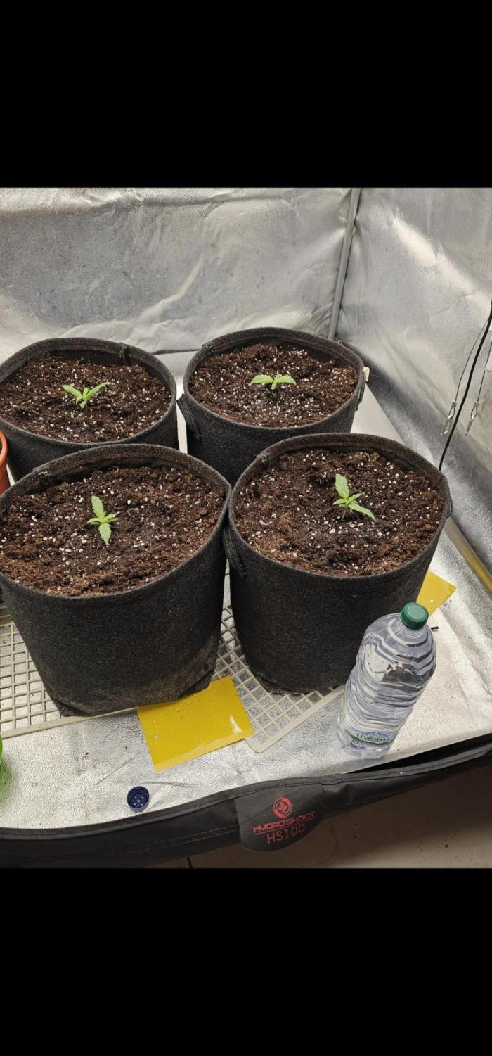 Gorilla cookies auto. Week 1