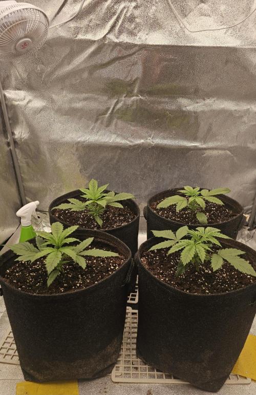 Gorilla cookies auto. Week 2