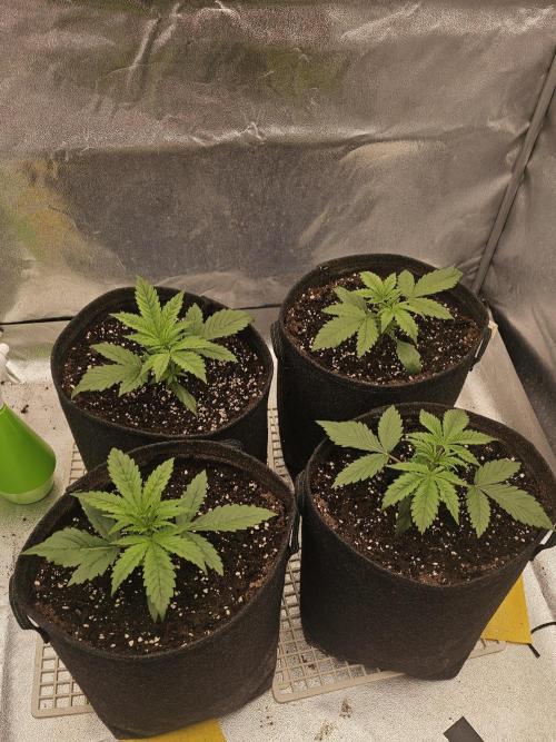 Gorilla cookies auto. Week 2