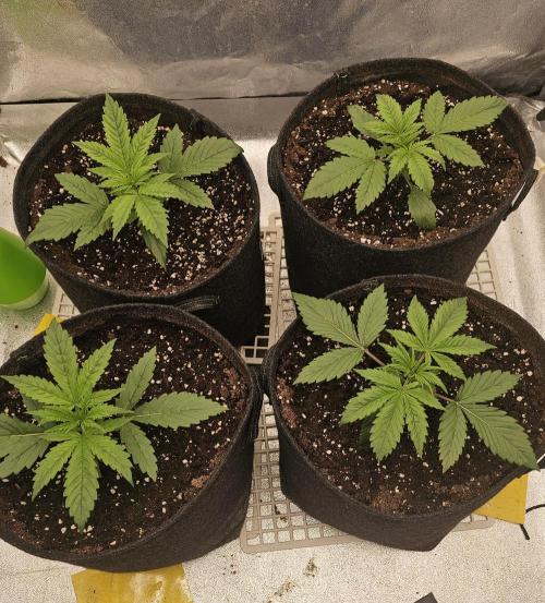 Gorilla cookies auto. Week 2