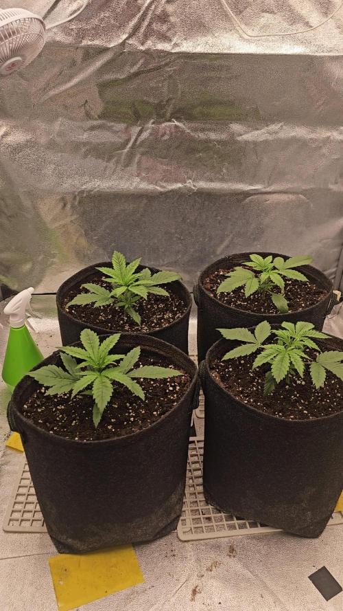 Gorilla cookies auto