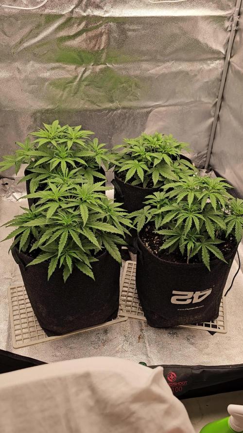 Gorilla cookies auto