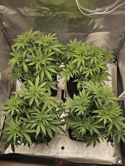 Gorilla cookies auto. Week 4