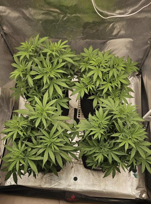 Gorilla cookies auto. Week 4