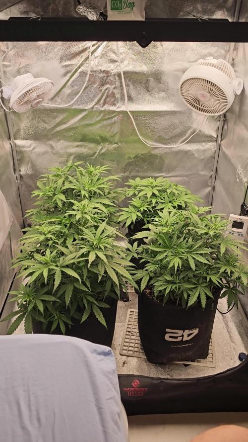 Gorilla cookies auto