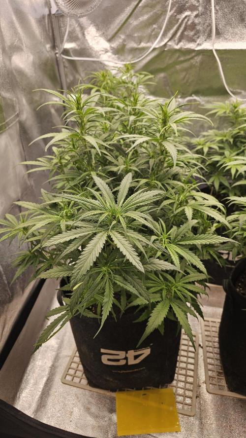 Gorilla cookies auto. Week 5