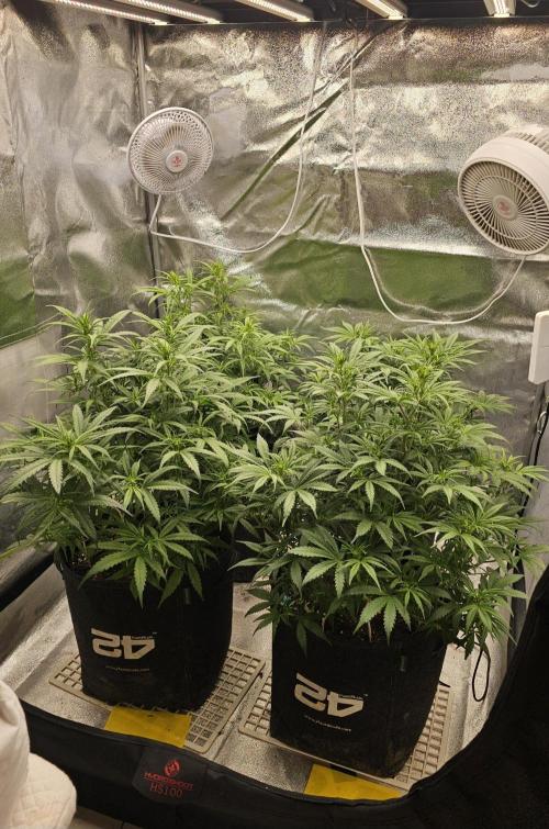 Gorilla cookies auto. Week 5