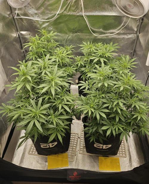 Gorilla cookies auto. Week 5