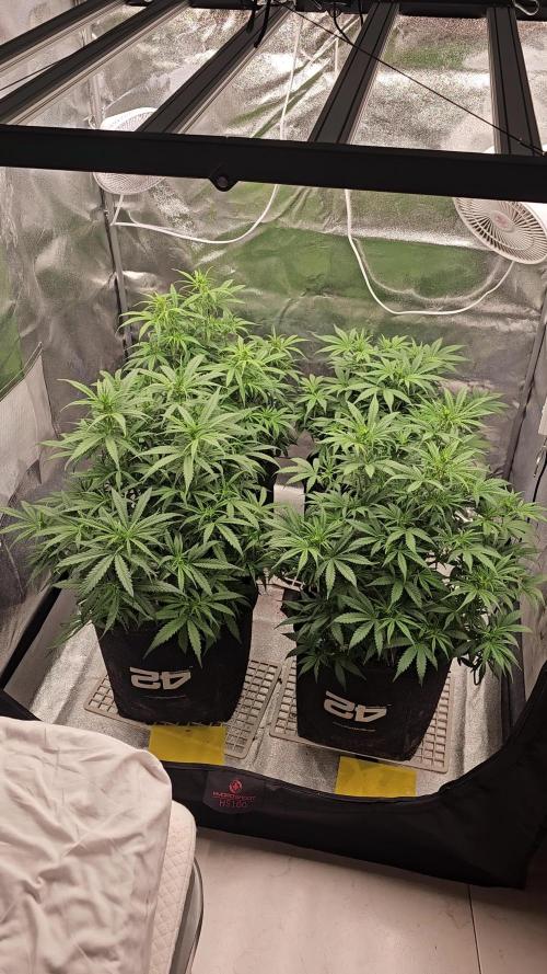 Gorilla cookies auto