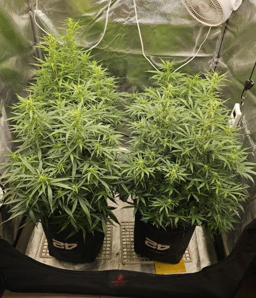 Gorilla cookies auto. Week 6