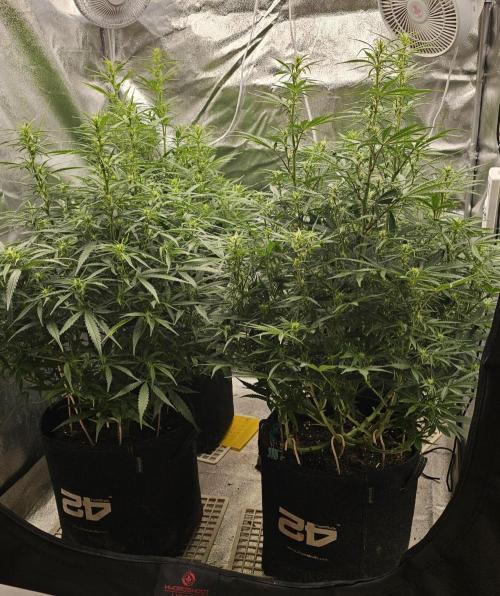 Gorilla cookies auto. Week 6