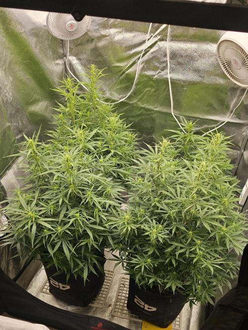 Gorilla cookies auto. Week 6