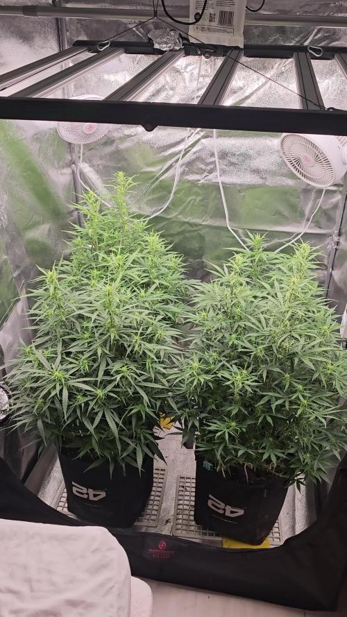 Gorilla cookies auto