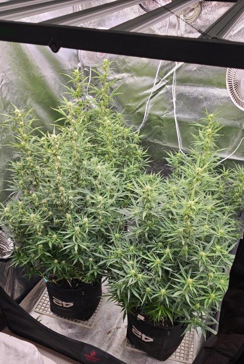 Gorilla cookies auto. Week 7