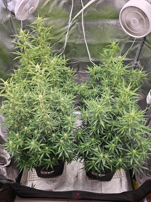 Gorilla cookies auto. Week 7