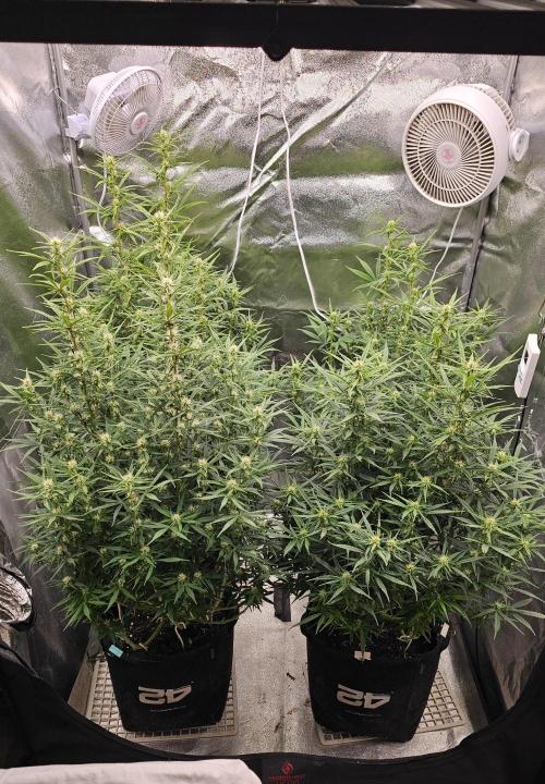 Gorilla cookies auto. Week 7