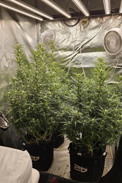 Gorilla cookies auto. Week 7