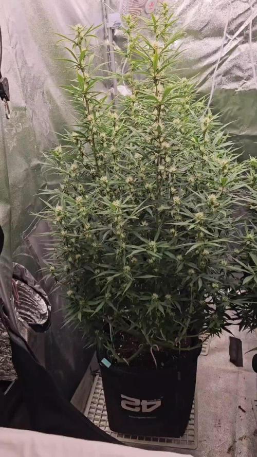 Gorilla cookies auto