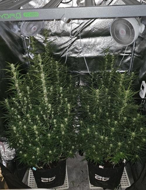 Gorilla cookies auto. Week 7