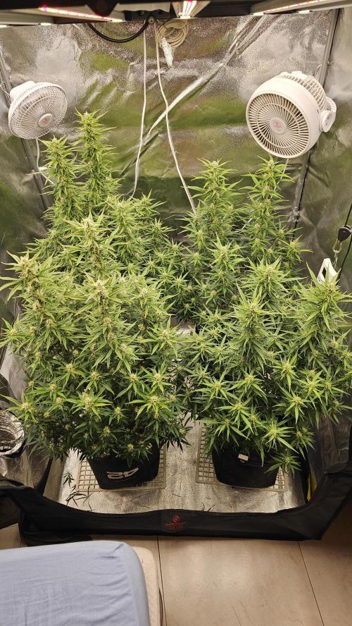 Gorilla cookies auto. Week 8