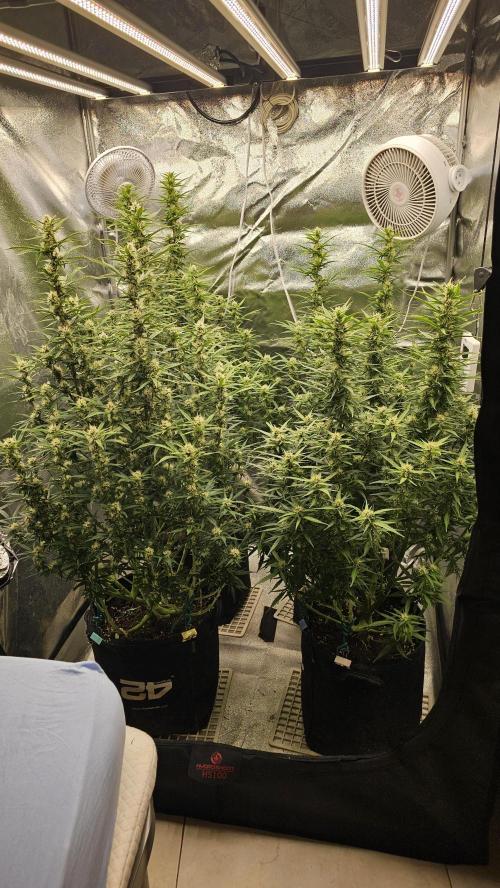 Gorilla cookies auto. Week 8