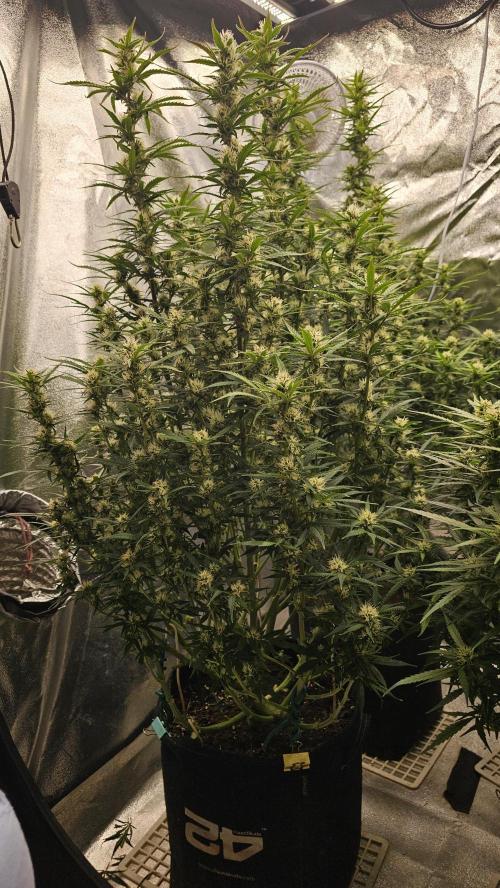 Gorilla cookies auto. Week 8