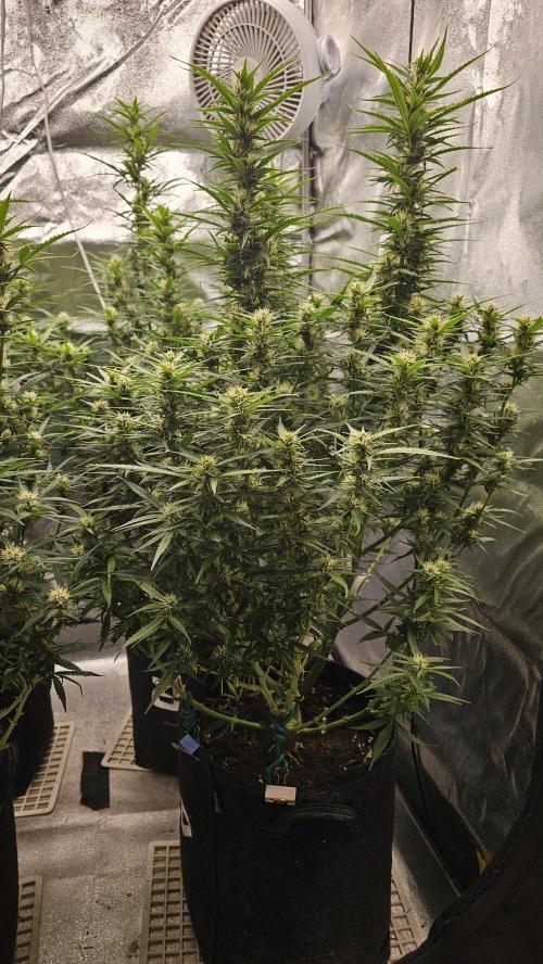 Gorilla cookies auto. Week 8