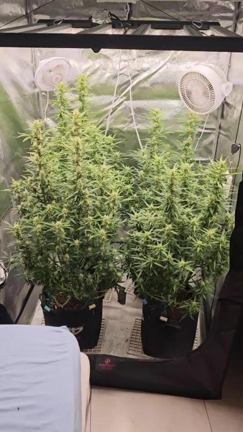 Gorilla cookies auto