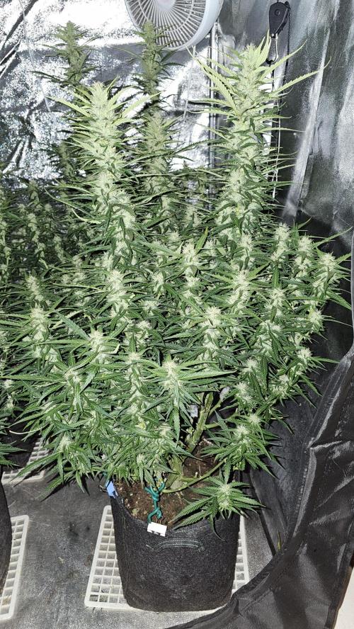 Gorilla cookies auto. Week 8