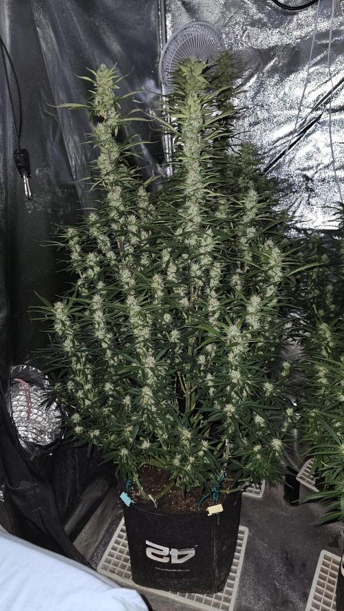 Gorilla cookies auto. Week 8