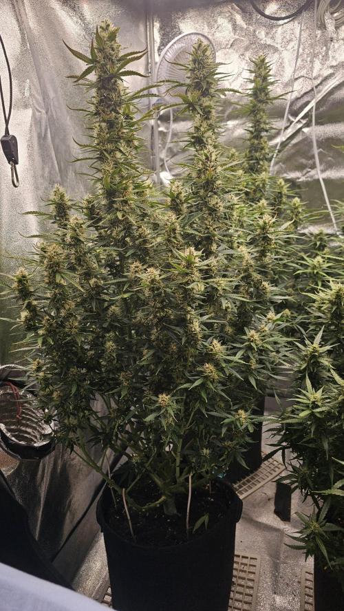 Gorilla cookies auto. Week 9