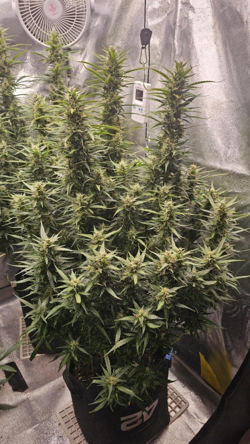 Gorilla cookies auto. Week 9