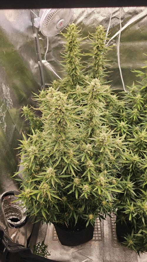 Gorilla cookies auto. Week 9