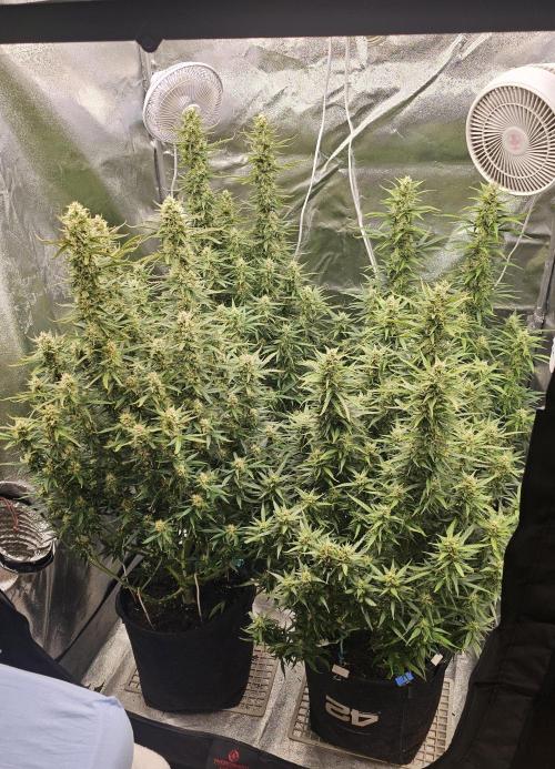 Gorilla cookies auto. Week 9