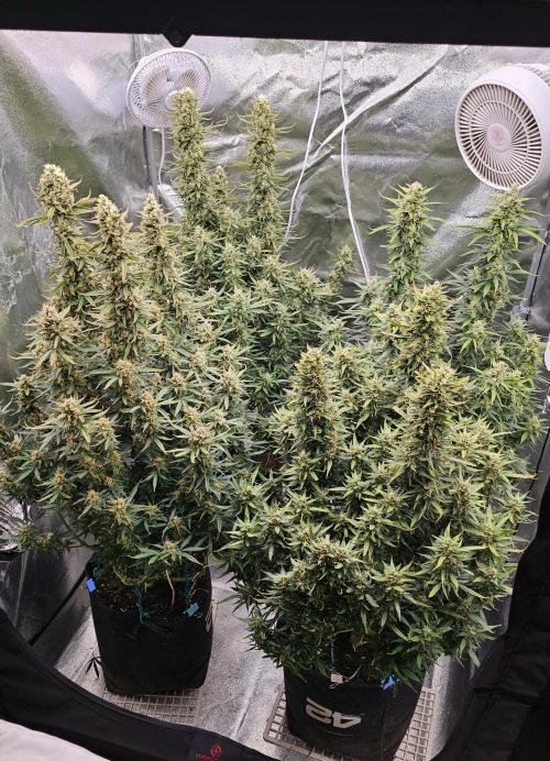 Gorilla cookies auto. Week 10