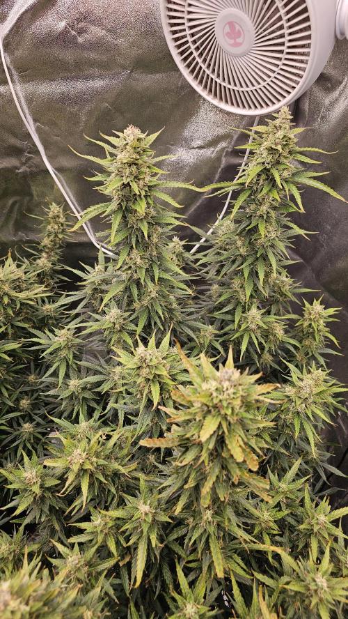 Gorilla cookies auto. Week 10