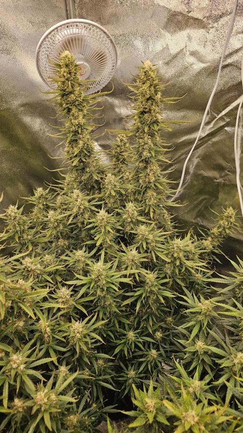 Gorilla cookies auto. Week 10