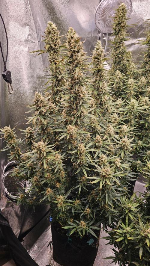 Gorilla cookies auto. Week 10