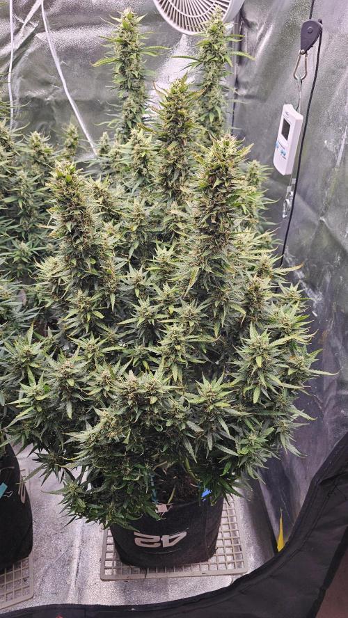 Gorilla cookies auto. Week 10