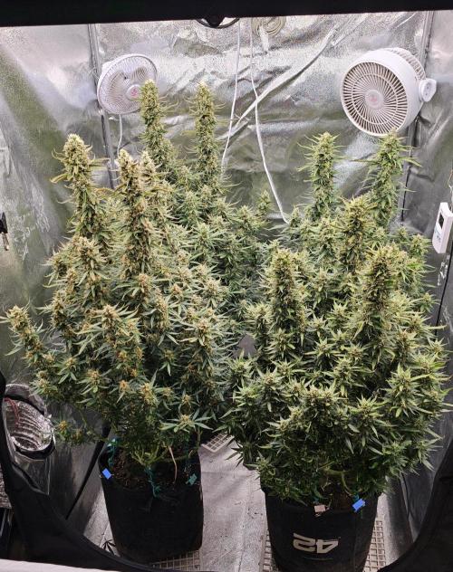 Gorilla cookies auto. Week 10