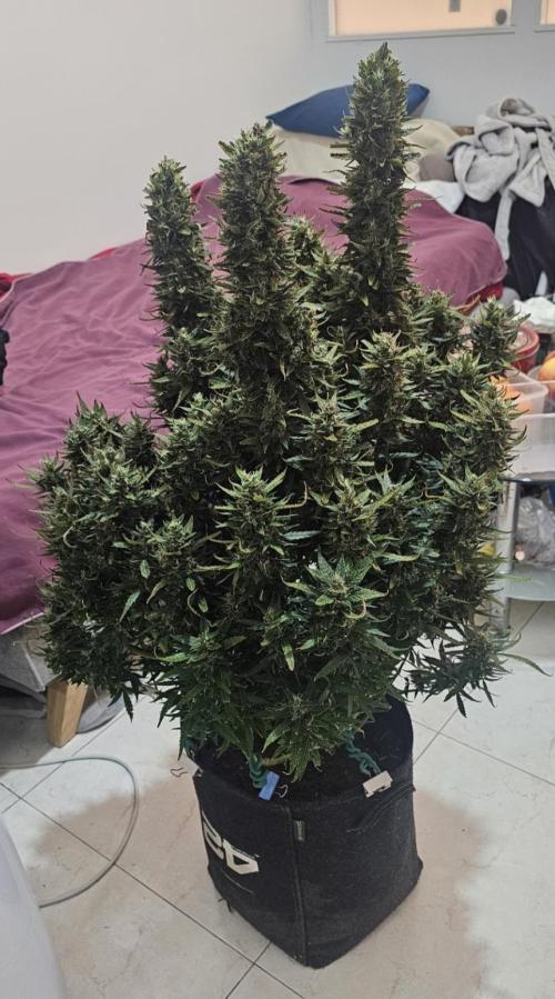 Gorilla cookies auto. Week 11